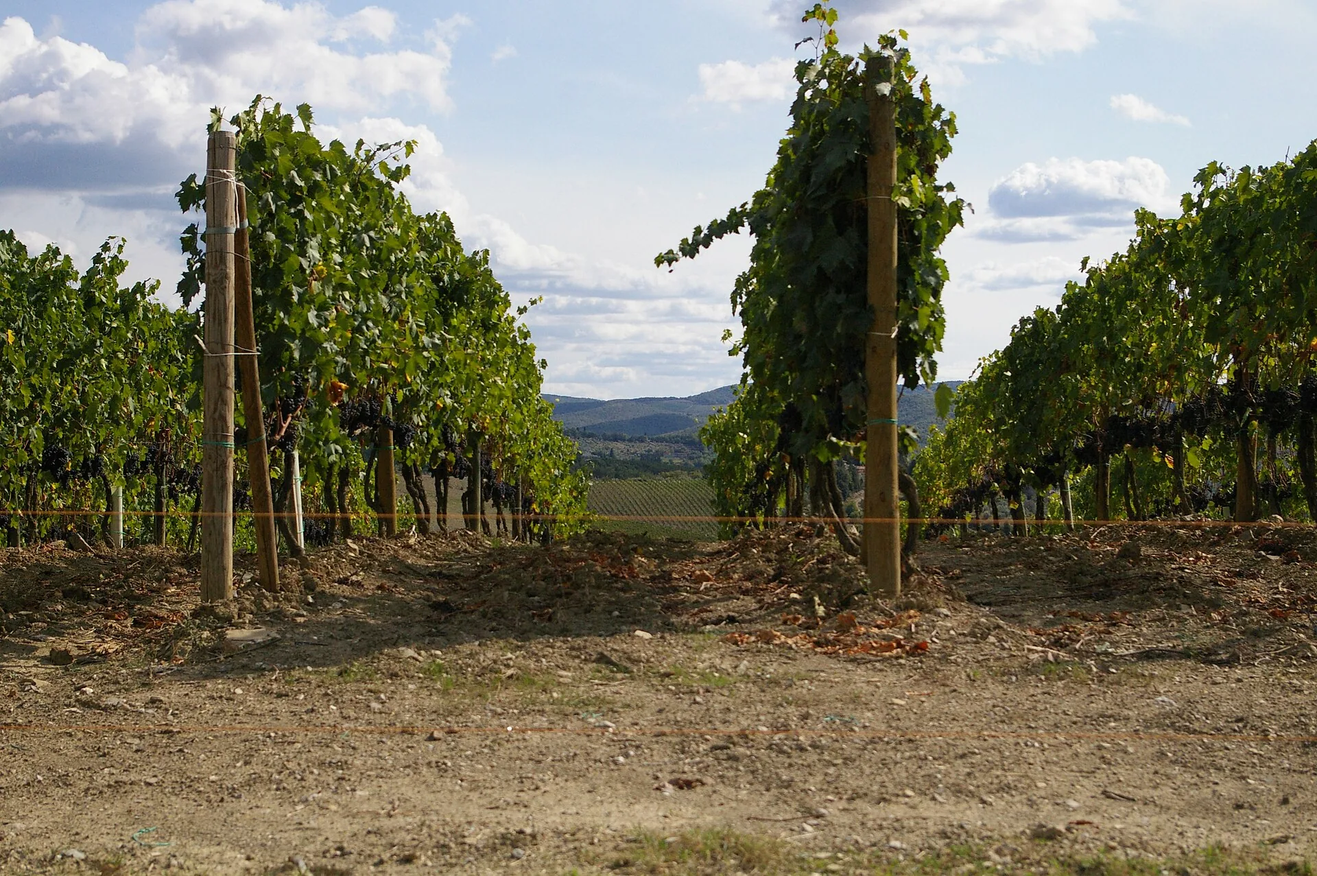 Filari di vigneto tra le colline toscane, con vista sulle colline sullo sfondo